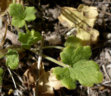 Image of San Francisco woodland-star