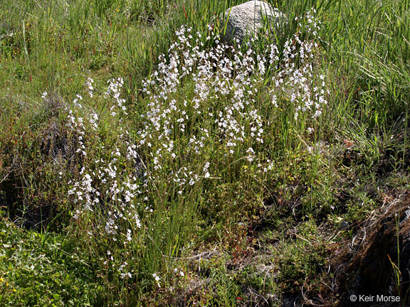 Image of San Francisco woodland-star