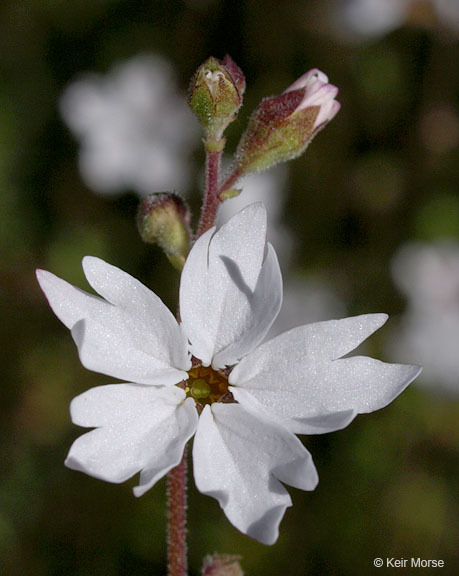 Image of San Francisco woodland-star