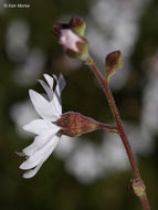 Image of San Francisco woodland-star