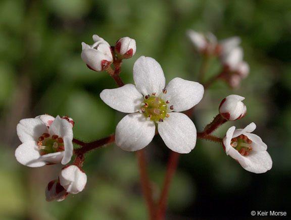 Imagem de Micranthes californica (Greene) Small