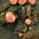 Image of Nectriaceae
