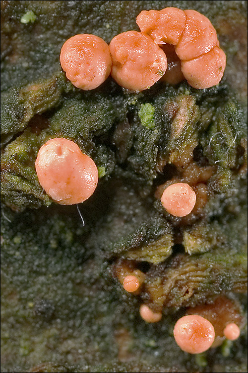 Image of Nectria cinnabarina (Tode) Fr. 1849