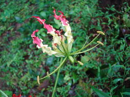 Image of Flame Lily
