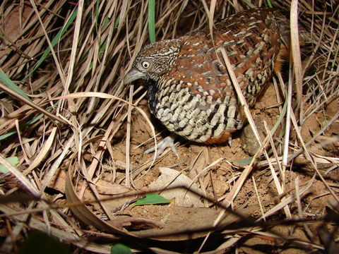 Image of Barred Buttonquail