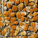 Image de Caloplaca flavovirescens (Wulfen) Dalla Torre & Sarnth.