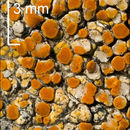 Image of orange lichen