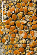 Image of orange lichen