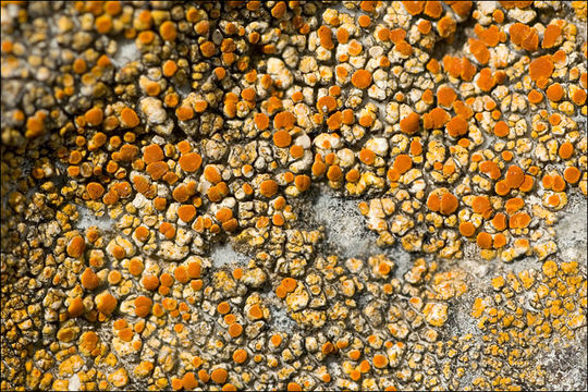 Image of orange lichen