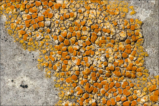 Image of orange lichen