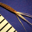 Image of wireweed