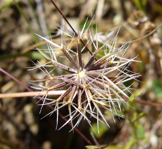 Imagem de Rigiopappus leptocladus A. Gray