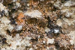 Image of dimple lichen
