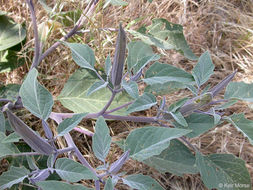 Imagem de Datura wrightii Hort. ex Regel