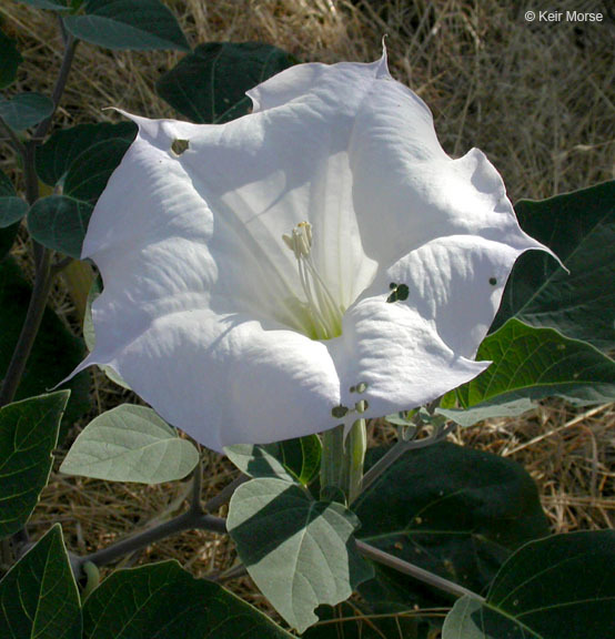 Imagem de Datura wrightii Hort. ex Regel