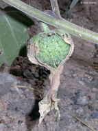 Imagem de Datura wrightii Hort. ex Regel