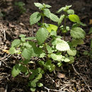 Image of stingingnettle