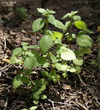 Image de Hesperocnide tenella Torr.