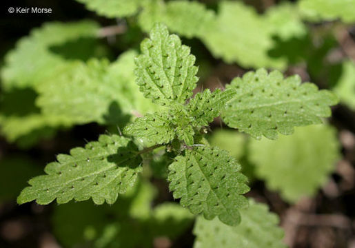 Image of western stingingnettle