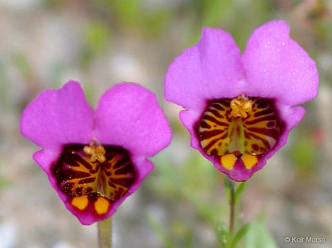 Plancia ëd <i>Mimulus douglasii</i>