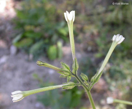 Image of manyflower tobacco