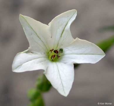 Image of Indian tobacco