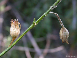 Imagem de Nicotiana quadrivalvis Pursh