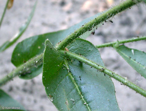 Image of Indian tobacco