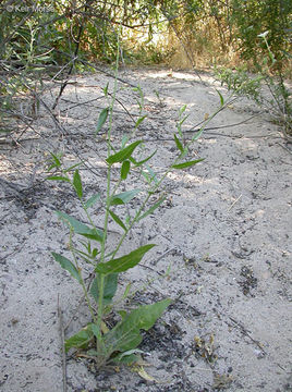 Image of Indian tobacco