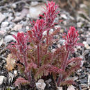 Sivun Pedicularis densiflora Benth. kuva