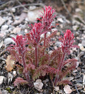 Imagem de Pedicularis densiflora Benth.