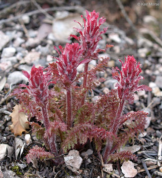 Imagem de Pedicularis densiflora Benth.