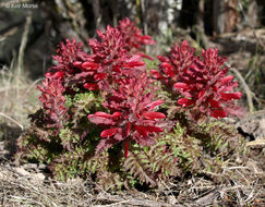 Слика од Pedicularis densiflora Benth.