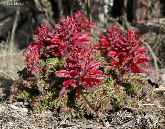 Imagem de Pedicularis densiflora Benth.