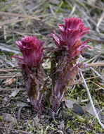 Слика од Pedicularis densiflora Benth.