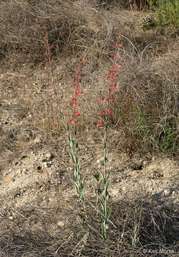 Penstemon centranthifolius Benth. resmi