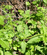 Scrophularia oregana Pennell resmi