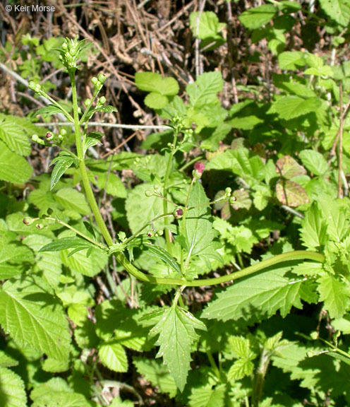 Image of California Figwort