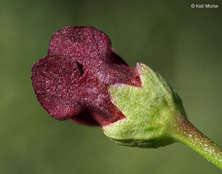 Scrophularia oregana Pennell resmi