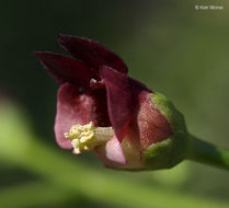 Image of California Figwort