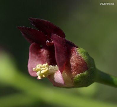 Scrophularia oregana Pennell resmi