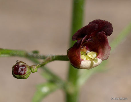 Scrophularia oregana Pennell resmi