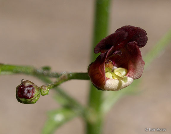 Image of California Figwort