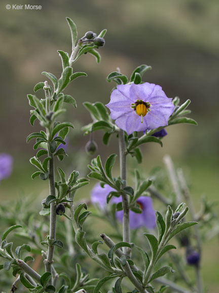 Imagem de Solanum umbelliferum Eschsch.