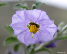 Imagem de Solanum umbelliferum Eschsch.