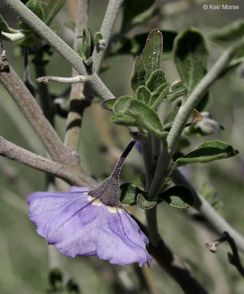 Image of bluewitch nightshade