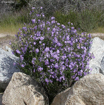 Image of bluewitch nightshade