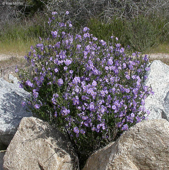 Imagem de Solanum umbelliferum Eschsch.