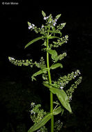 Image of Blue Water-speedwell