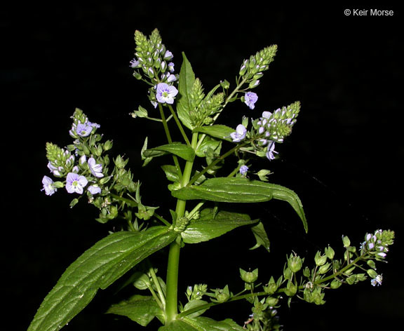 Image of Blue Water-speedwell